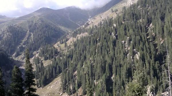 Deputy minister agriculture visits Kunar to investigate reports of timber smuggling