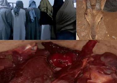 Seven held for hunting mountainous deer in Farah