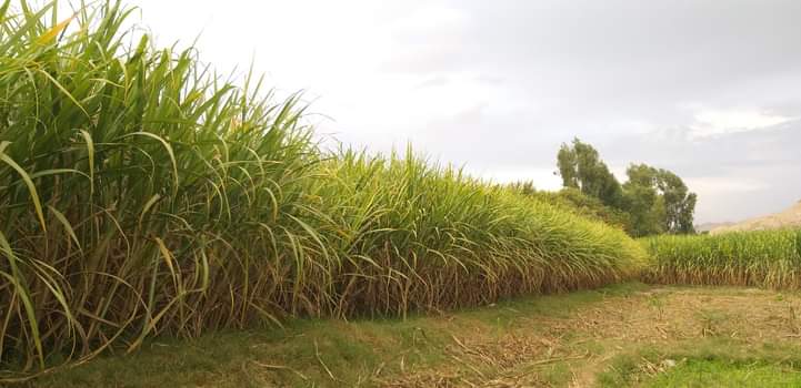 Sugarcane harvest estimated at 89000 metric tons in Nangarhar 