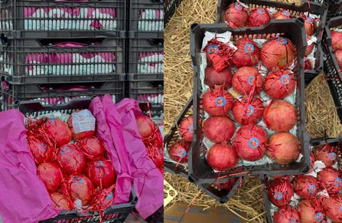 په لومړي ځل قطر ته د کندهاري انارو  صادرات پيل شول