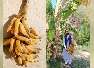 خوست کې د کيلې حاصلاتو او د بوټو شمېر کې زياتوالی راغلی