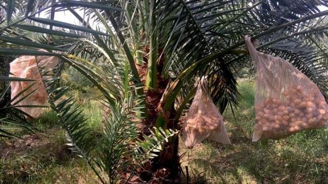 ننګرهار کې د خورما حاصلات درې برابره ډېر شوي