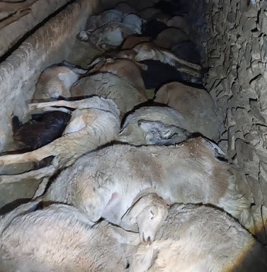 د اور لګېدنې پېښه کې ۲۷ څاروي تلف شوي دي