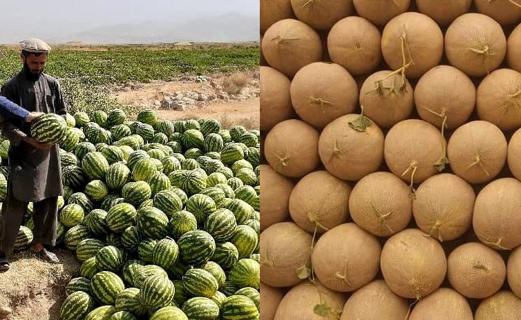 د بغلان د خټکيو او هندواڼو سږني حاصلات ډېر شوي دي